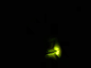 firefly-2