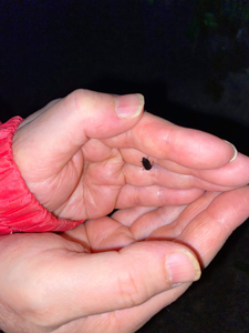 firefly-3